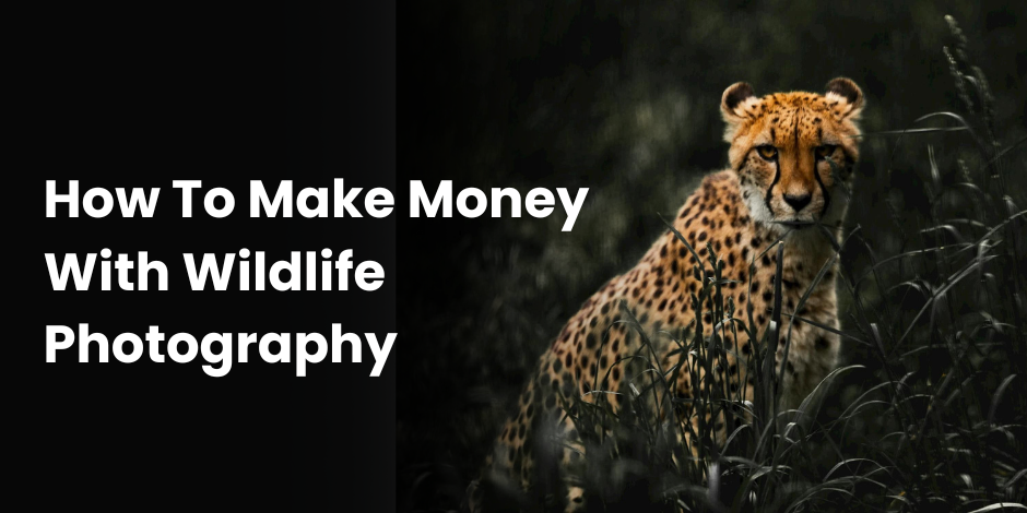 How To Make Money With Wildlife Photography