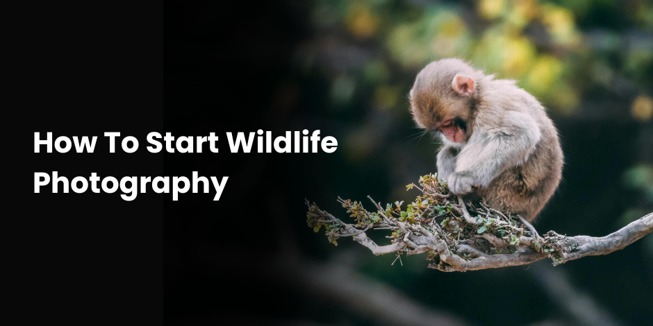 how to start wildlife photography